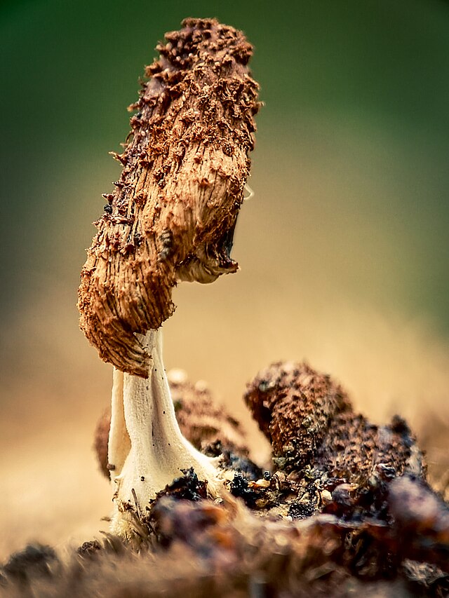 Lee más sobre el artículo AULA DE NATURALEZA – ¿Qué son los hongos? El increíble Reino Fungi